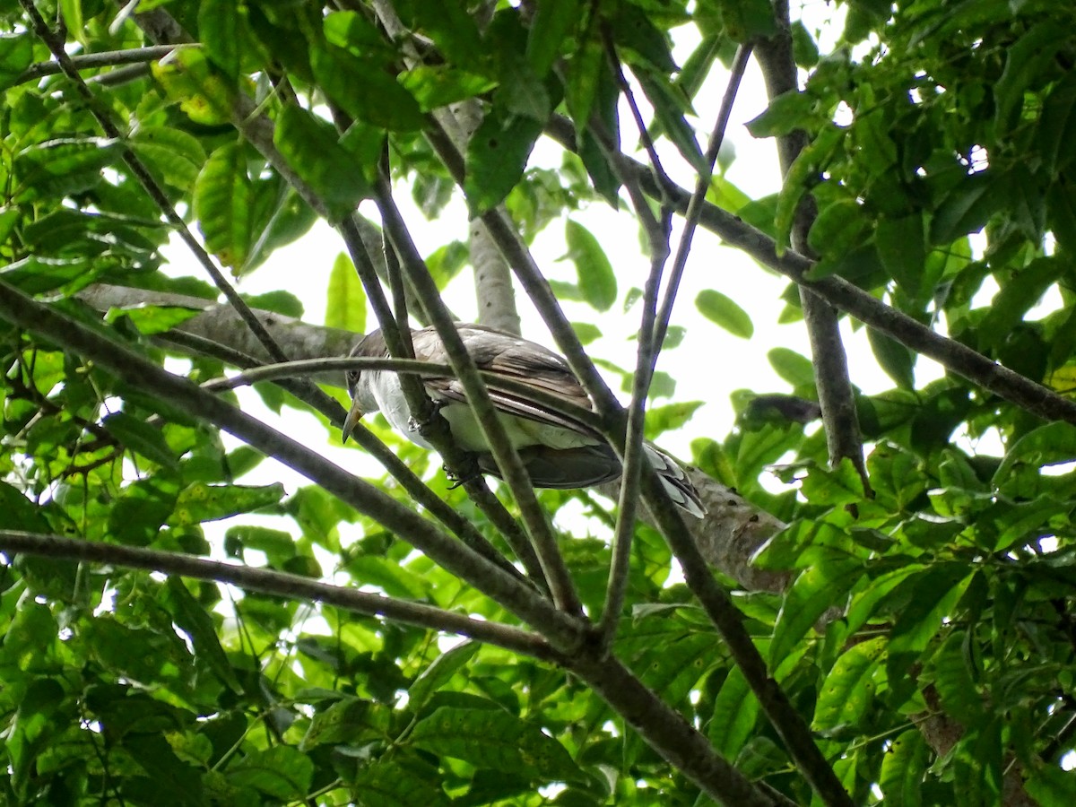 Желтоклювая пиайя - ML645372222