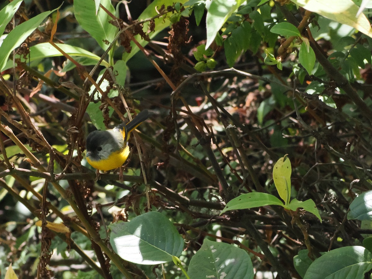 Golden-breasted Fulvetta - ML645372226