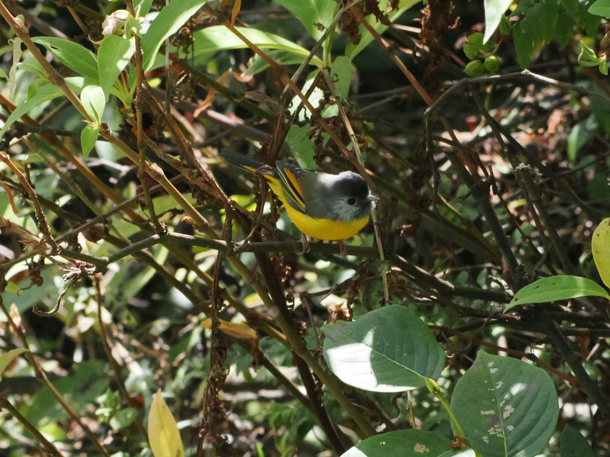 Golden-breasted Fulvetta - ML645372227