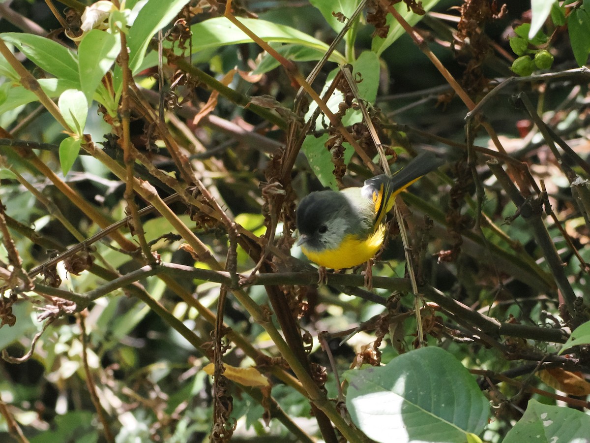 Golden-breasted Fulvetta - ML645372228