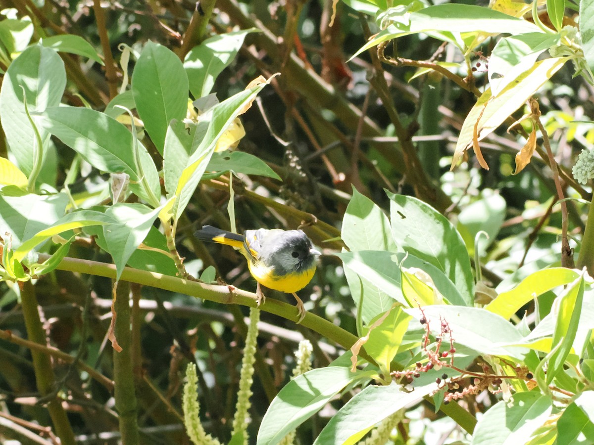 Golden-breasted Fulvetta - ML645372229