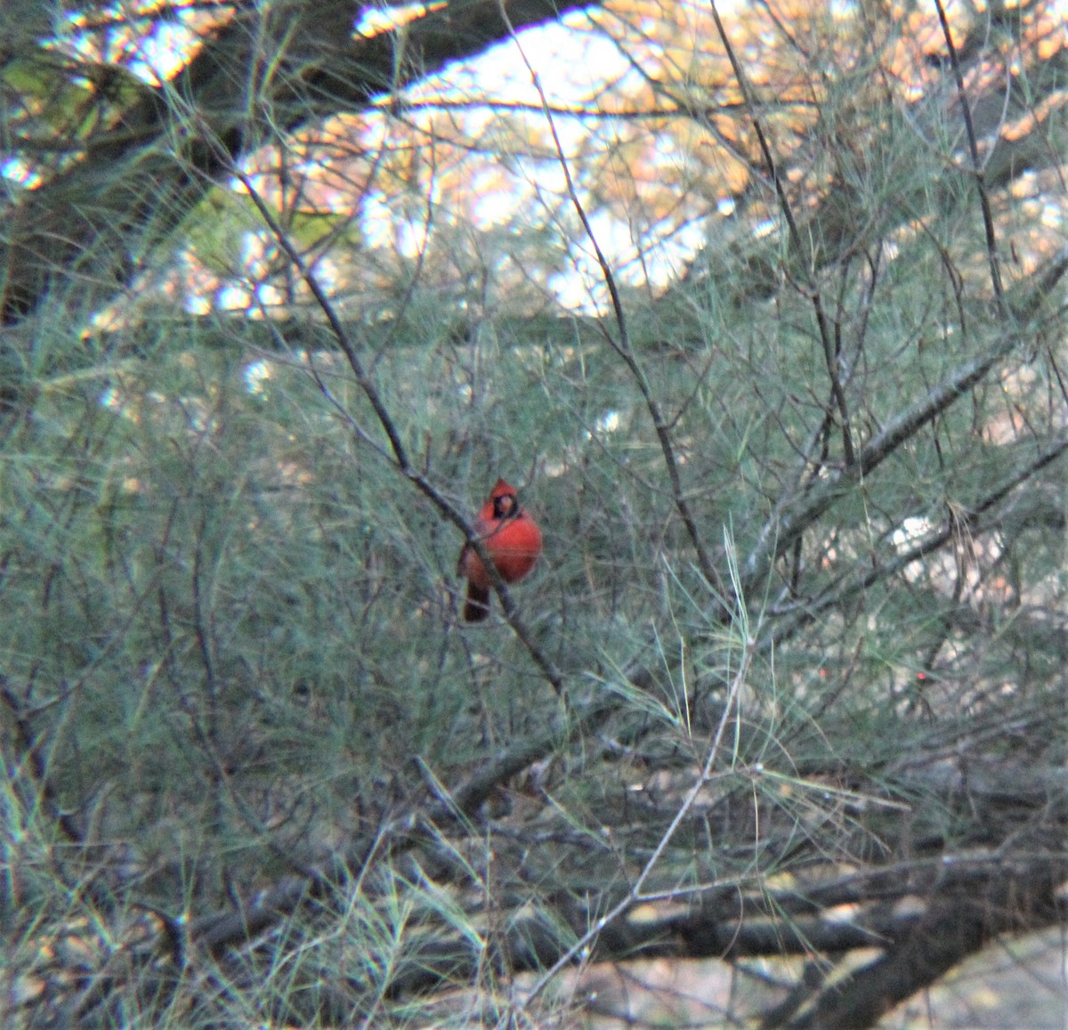 Northern Cardinal - ML645372256