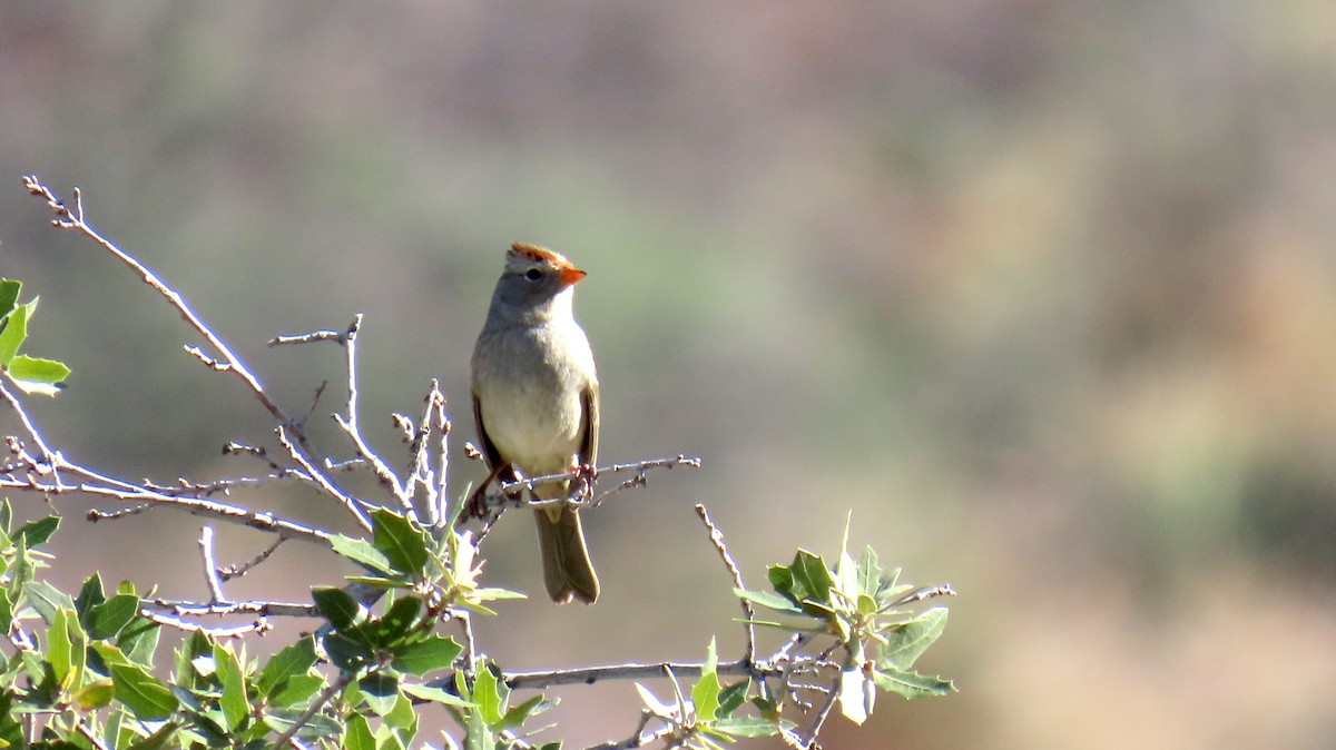 Chipping Sparrow - ML645372273