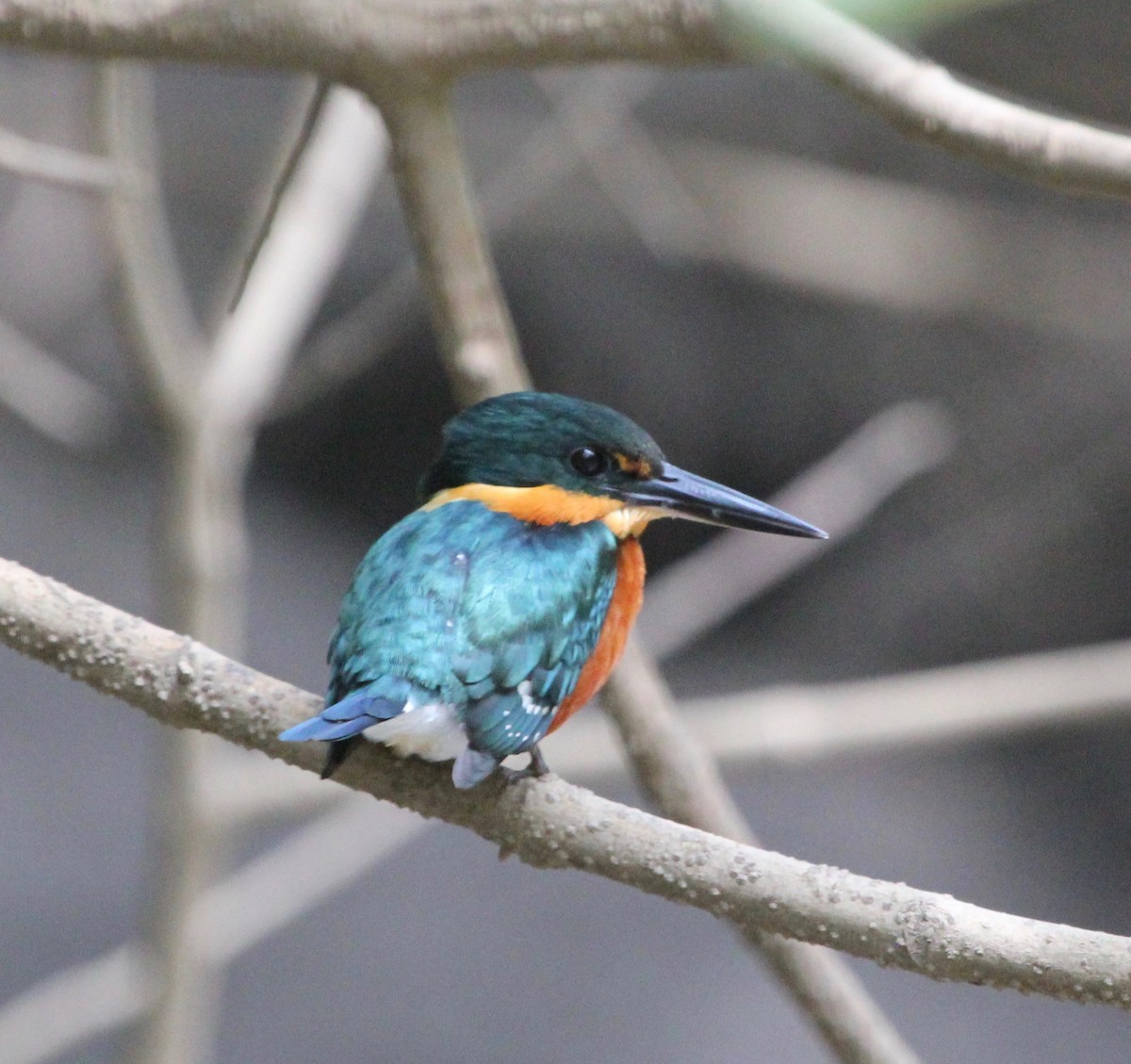American Pygmy Kingfisher - ML645372287