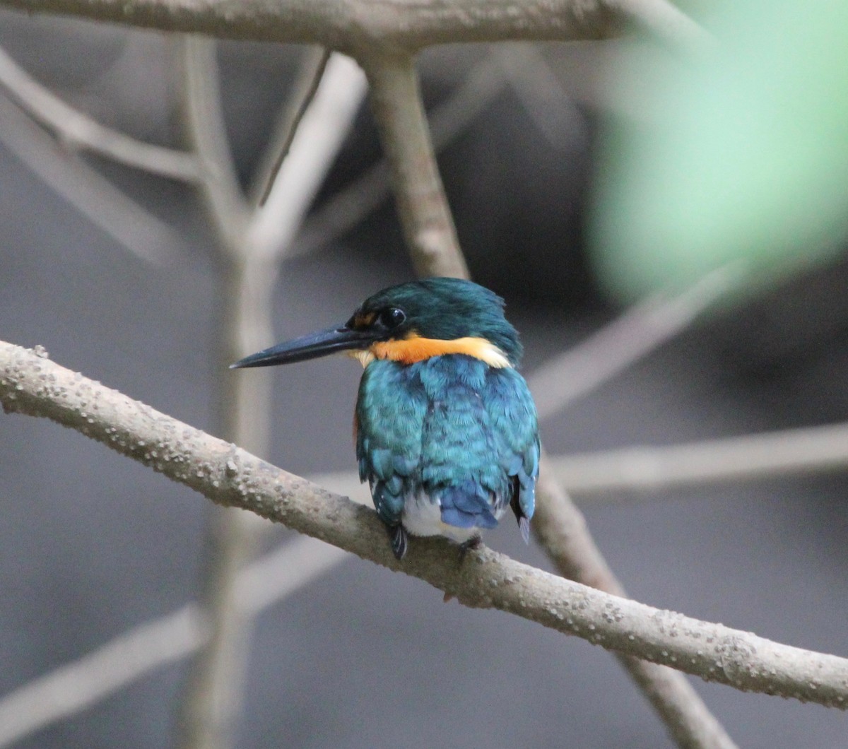 American Pygmy Kingfisher - ML645372288