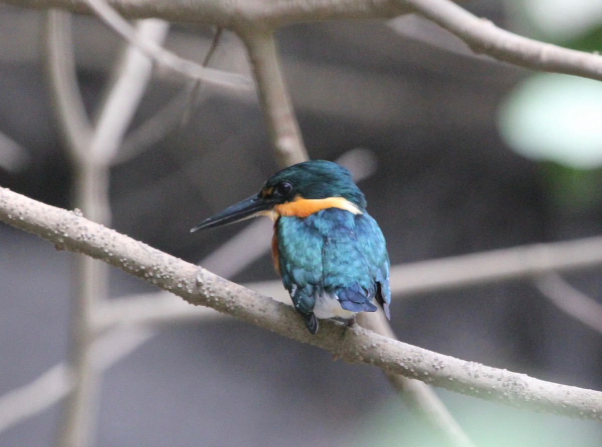 American Pygmy Kingfisher - ML645372289