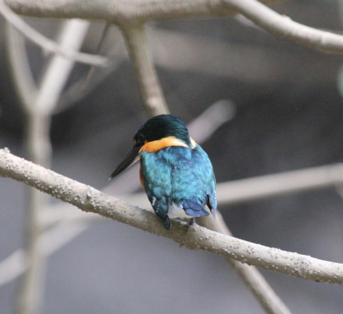 American Pygmy Kingfisher - ML645372290