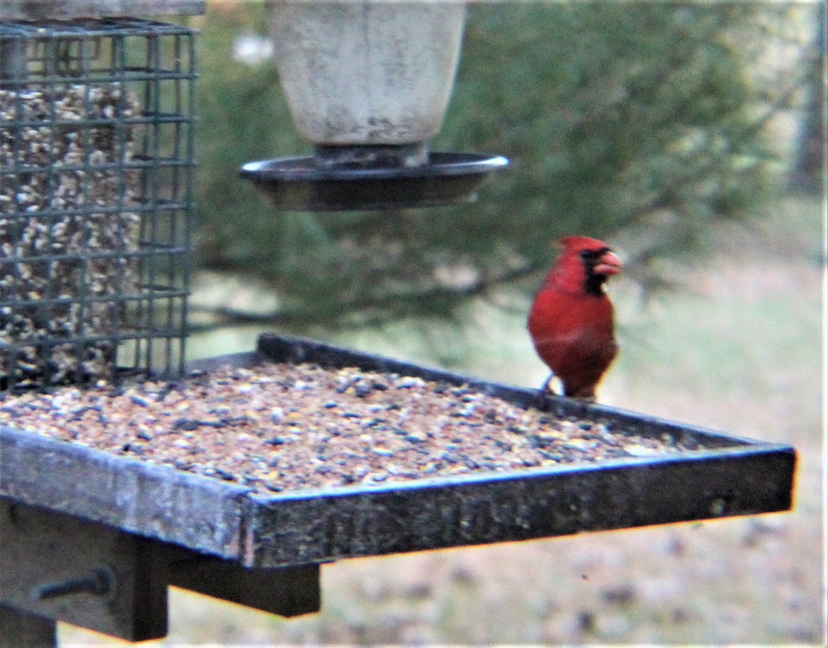 Northern Cardinal - ML645372315