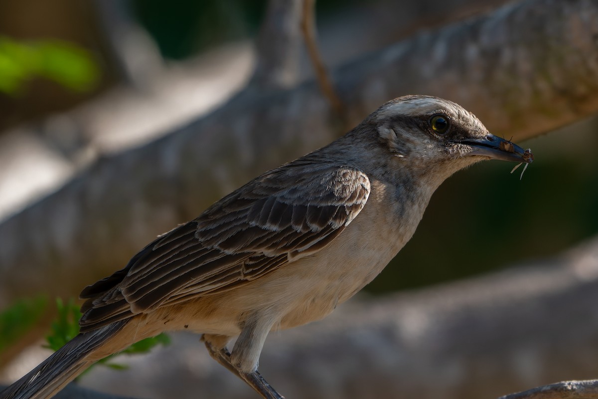 Chalk-browed Mockingbird - ML645372322