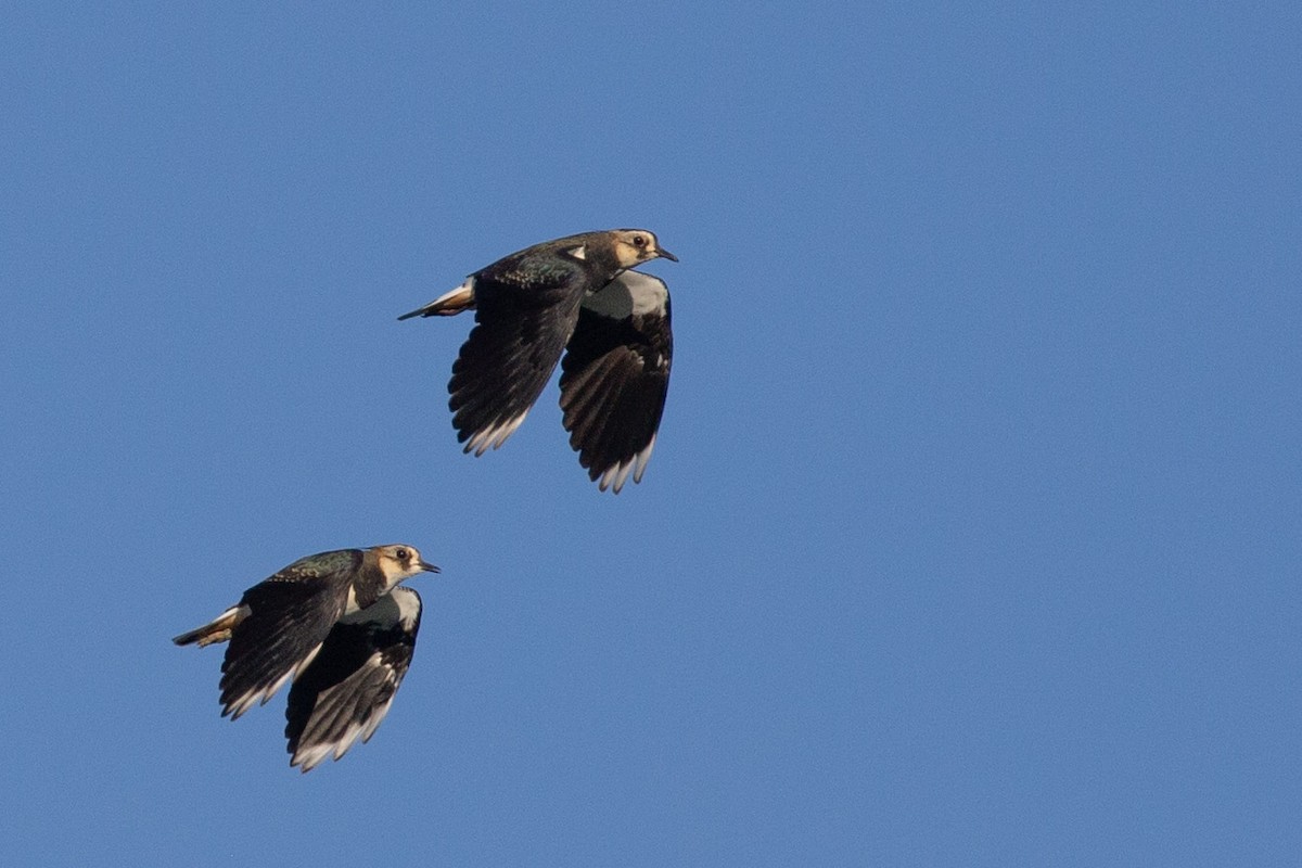Northern Lapwing - ML645372323