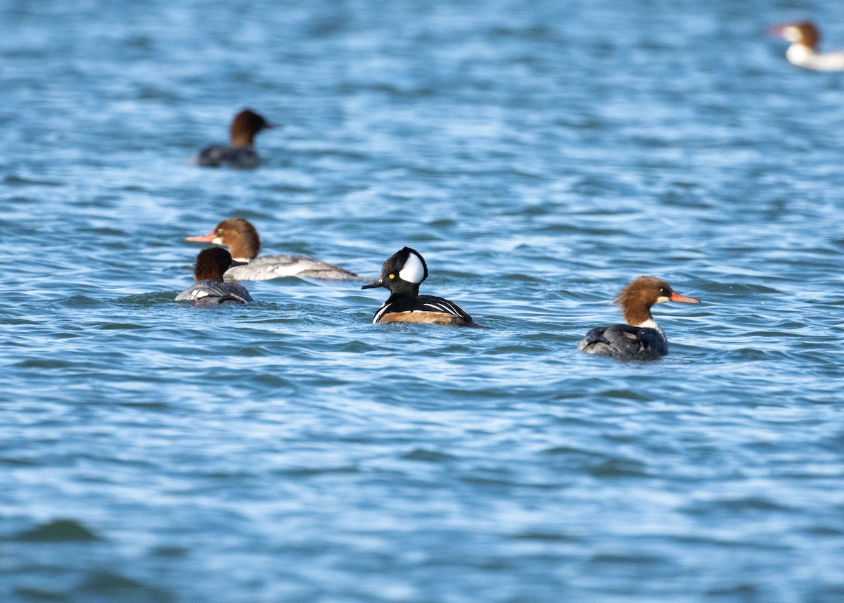 Başlıklı Tarakdiş - ML645372325