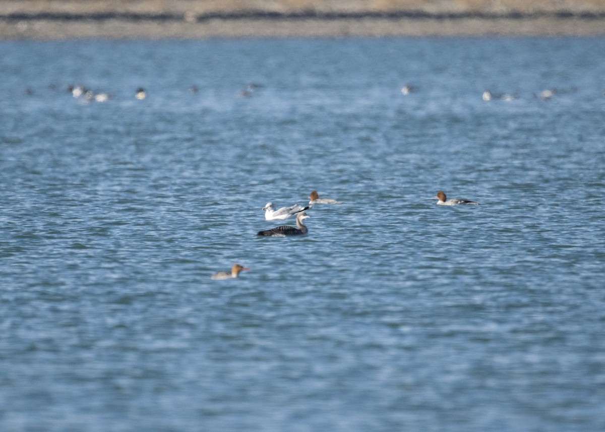 İnce Gagalı Dalgıç - ML645372329