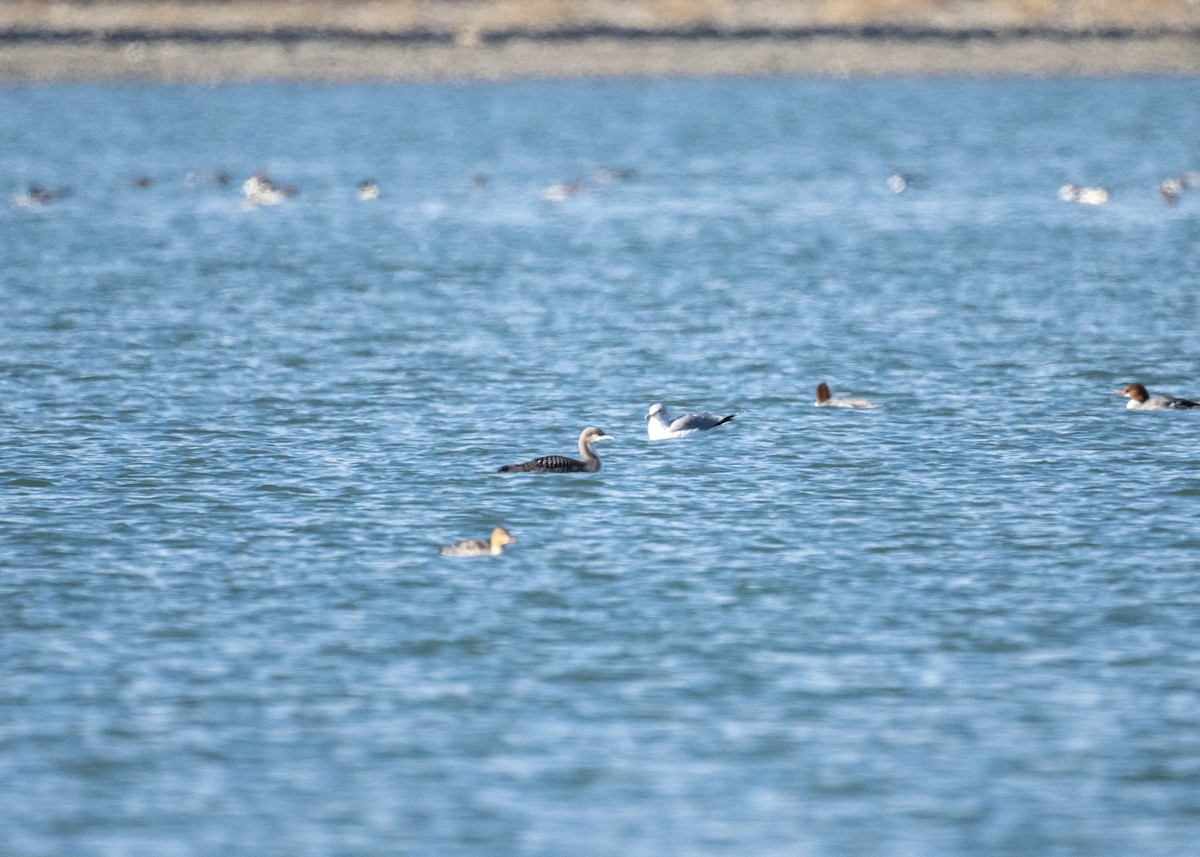 İnce Gagalı Dalgıç - ML645372330