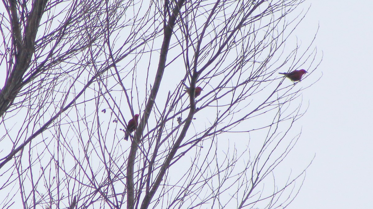 Апапане карміновий - ML645372333