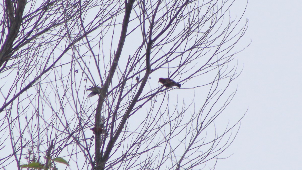 Апапане карміновий - ML645372334