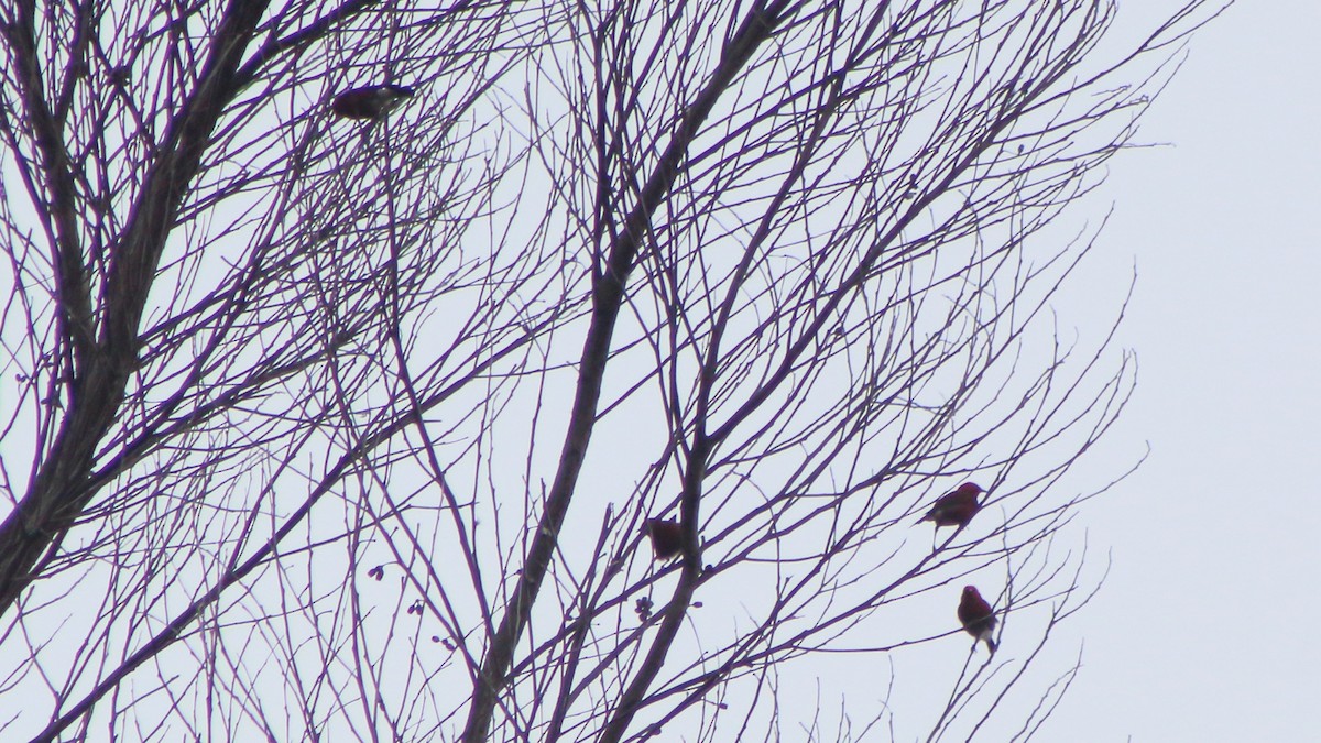 Апапане карміновий - ML645372335