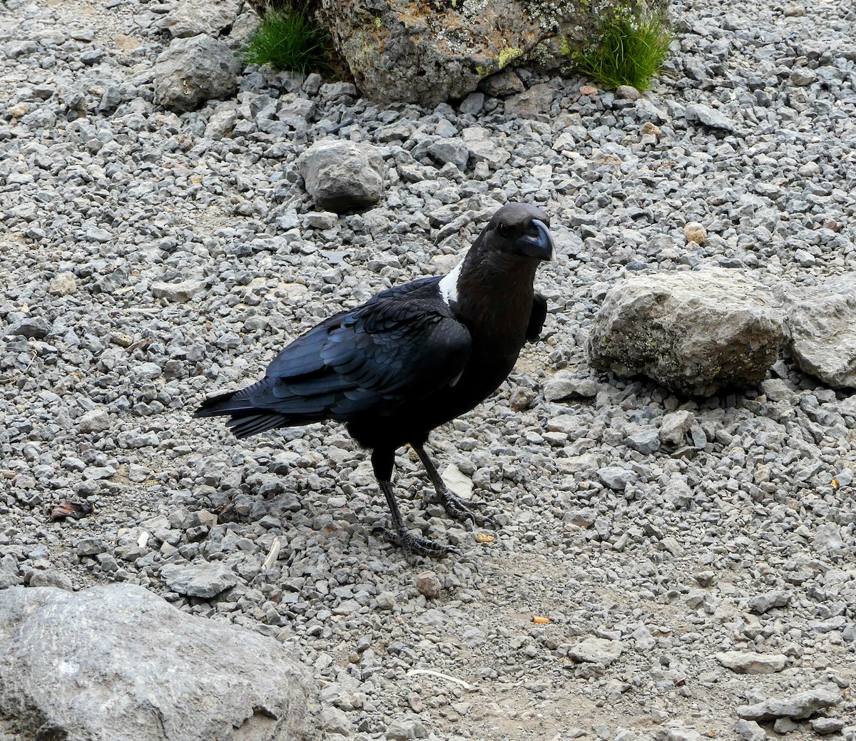 White-necked Raven - ML645372347