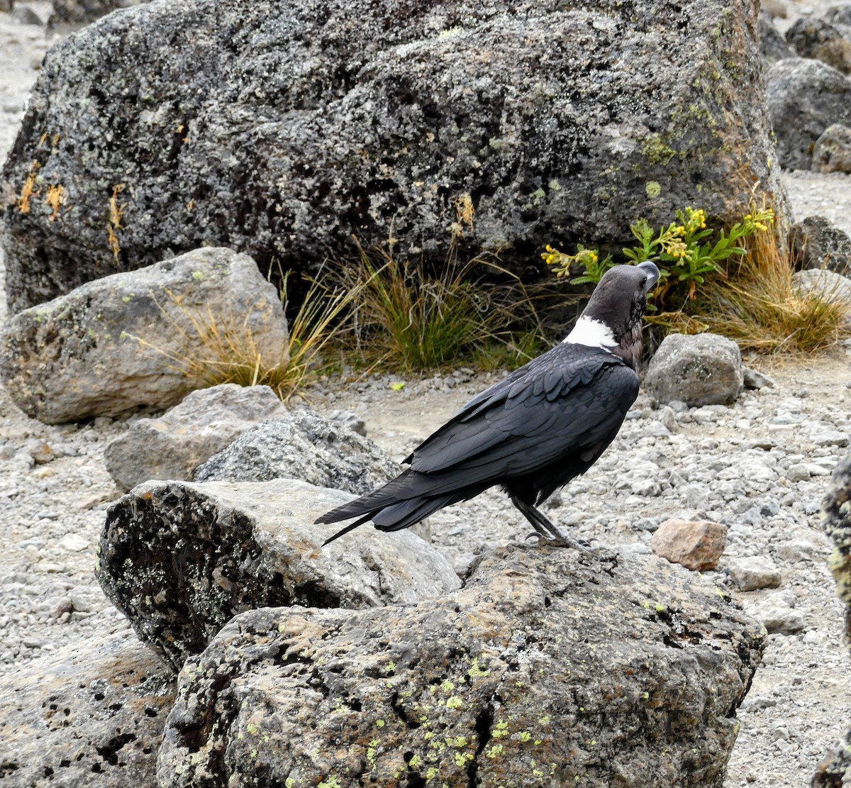 White-necked Raven - ML645372352