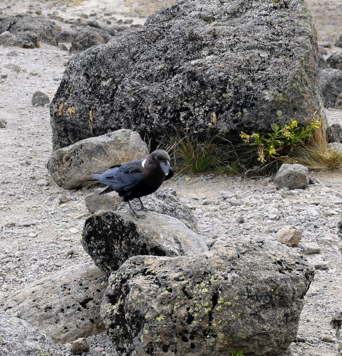 White-necked Raven - ML645372353