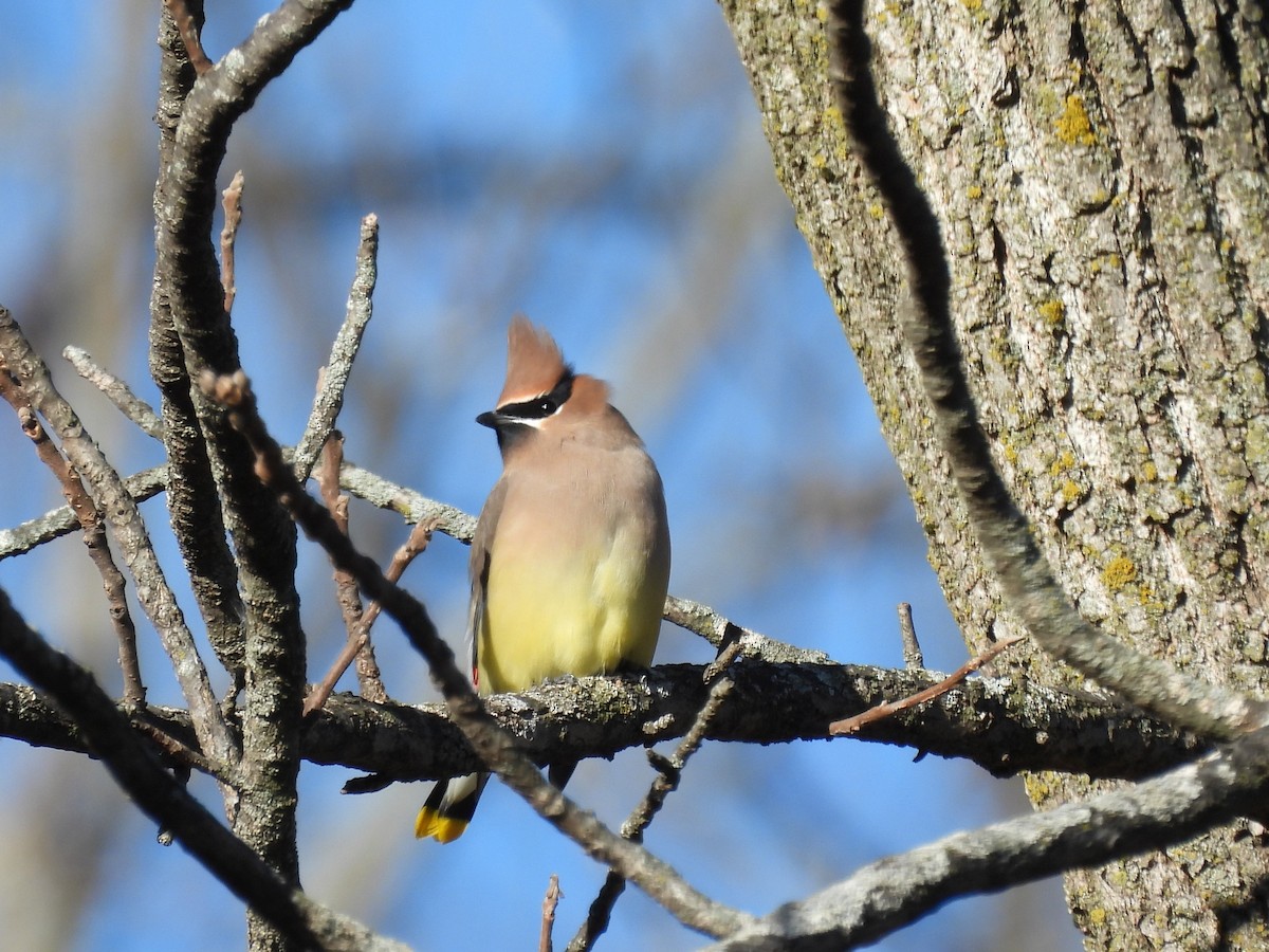 Cedar Waxwing - ML645372356