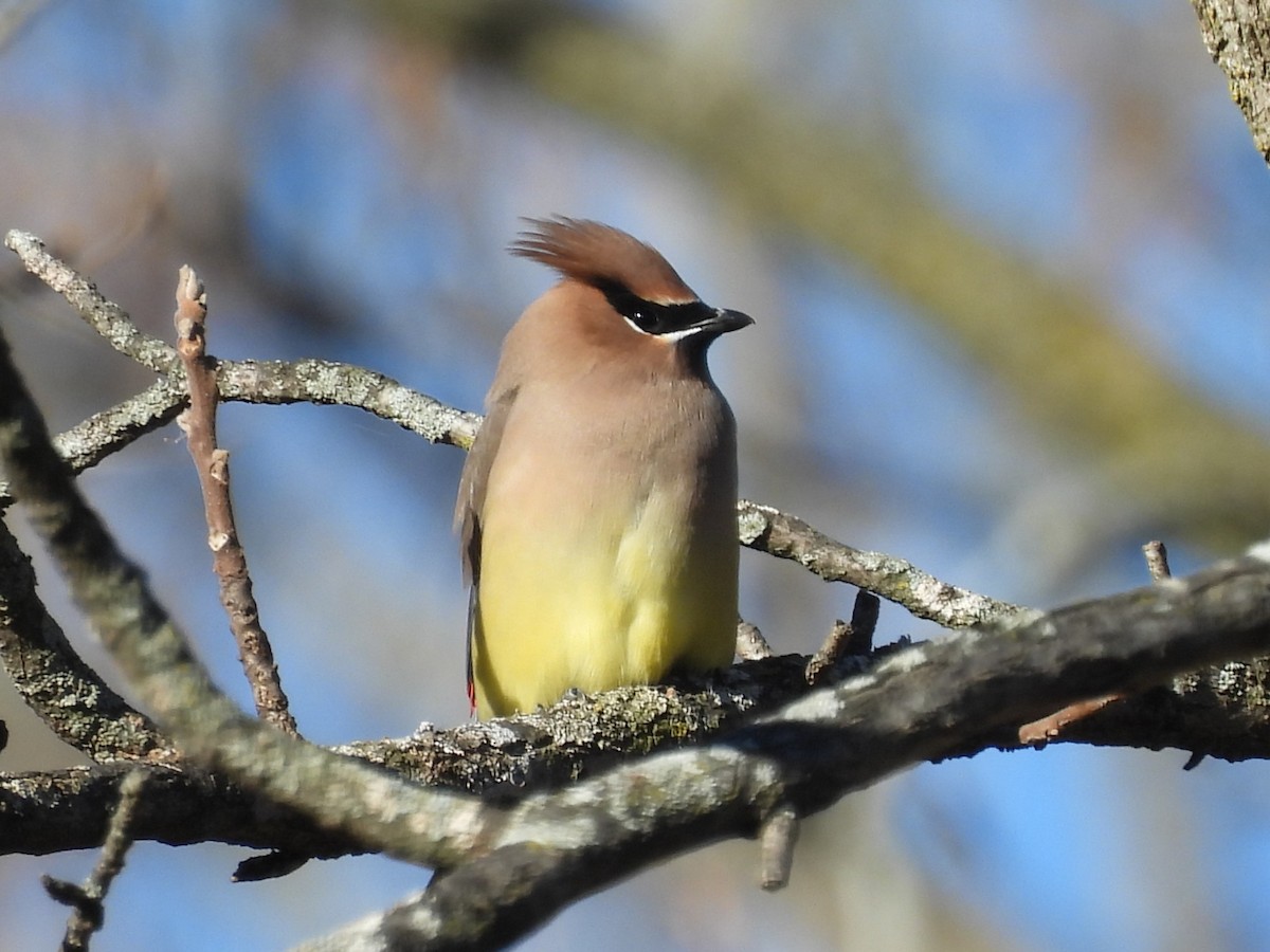 Cedar Waxwing - ML645372363