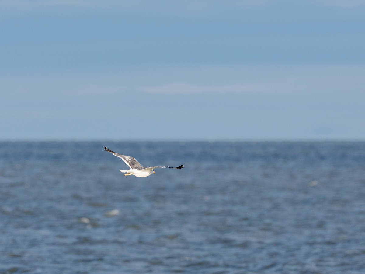 Lesser Black-backed Gull - ML645372368