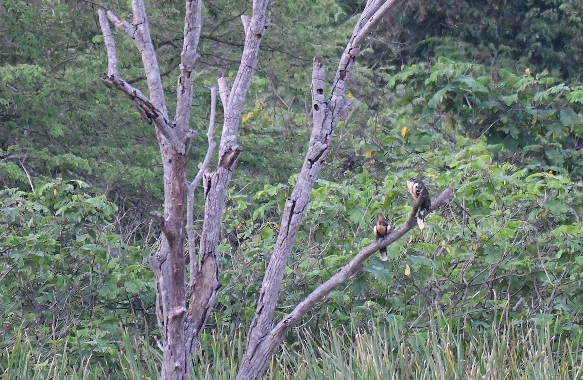 Hoatzin - ML645372369