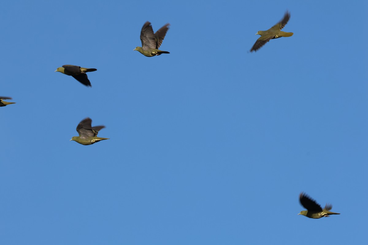 Whistling Green-Pigeon - ML645372379