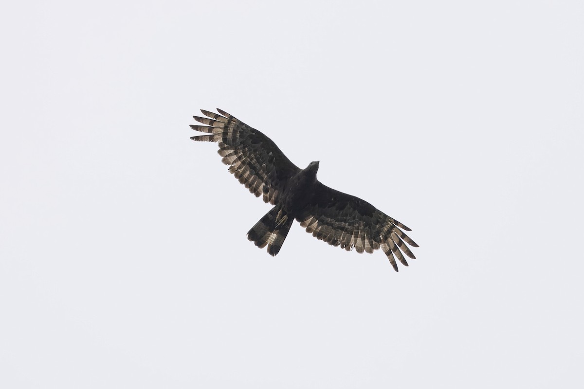 Oriental Honey-buzzard (Northern) - ML645372383