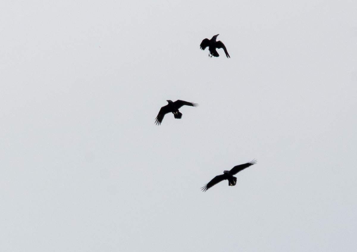 Erroi handia - ML645372387