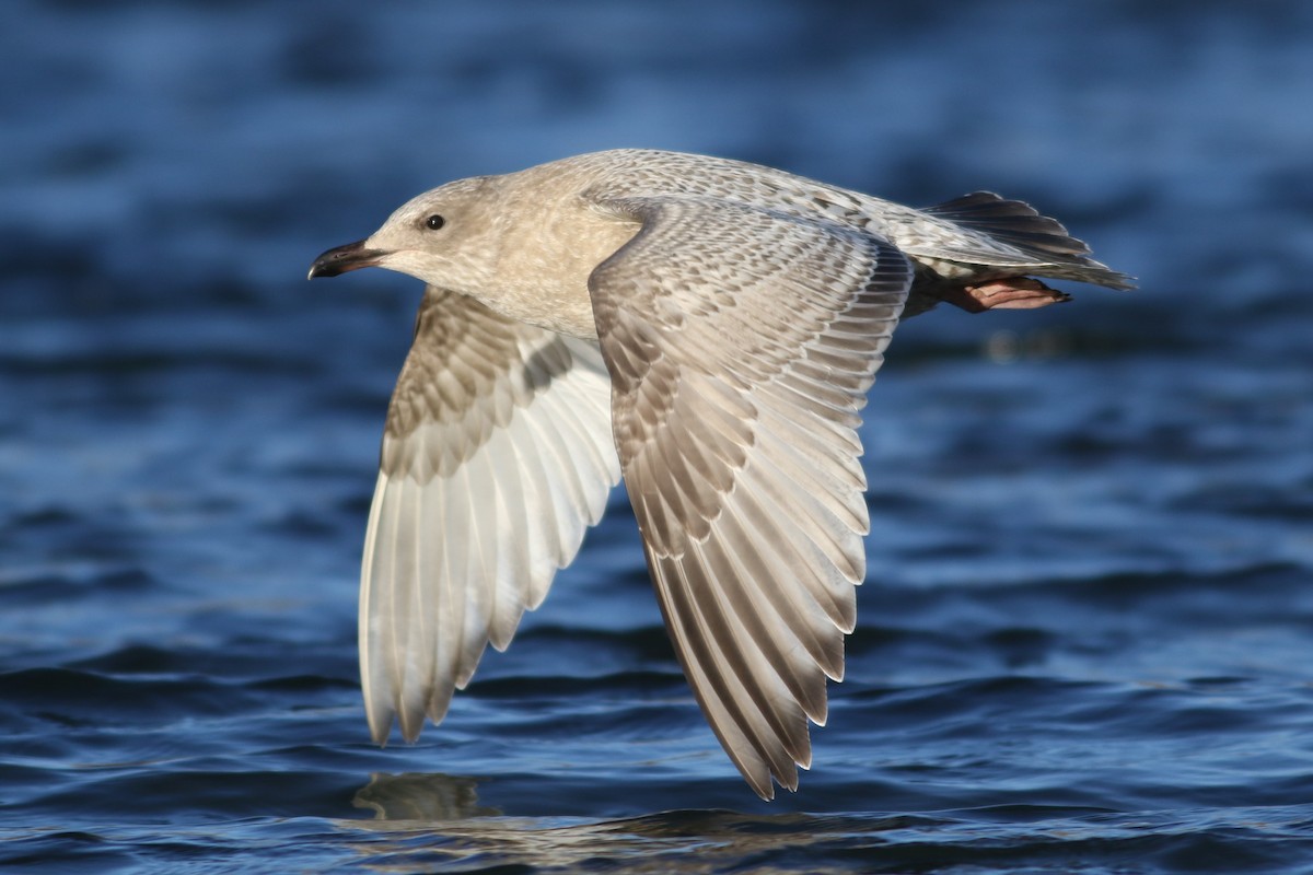 Iceland Gull (Thayer's) - ML645372390