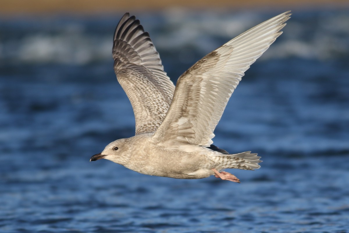 Iceland Gull (Thayer's) - ML645372392