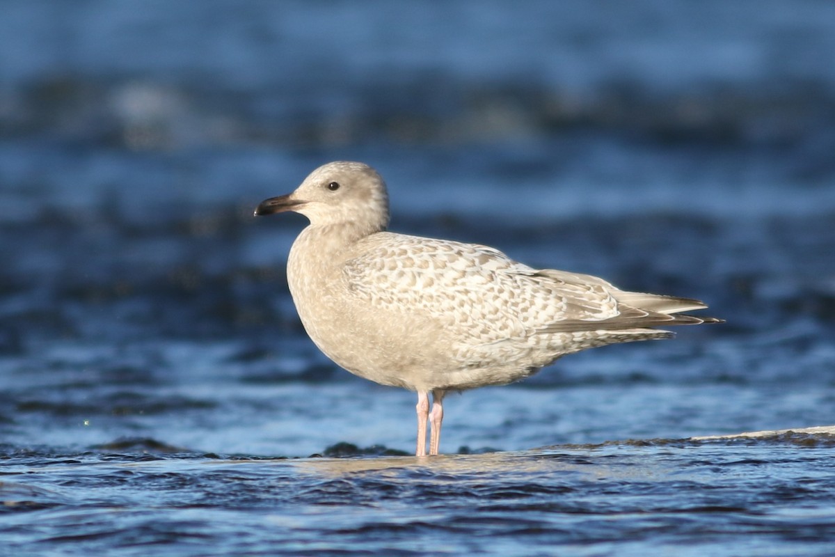 Iceland Gull (Thayer's) - ML645372393