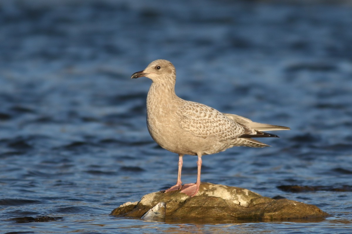 Iceland Gull (Thayer's) - ML645372394