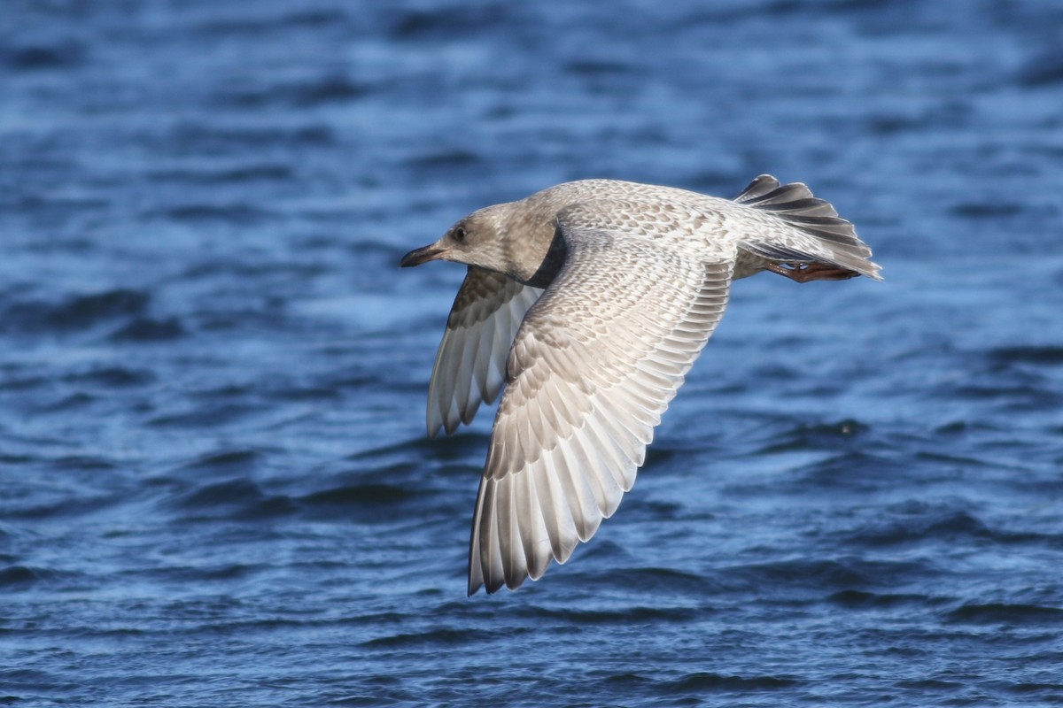 Iceland Gull (Thayer's) - ML645372395