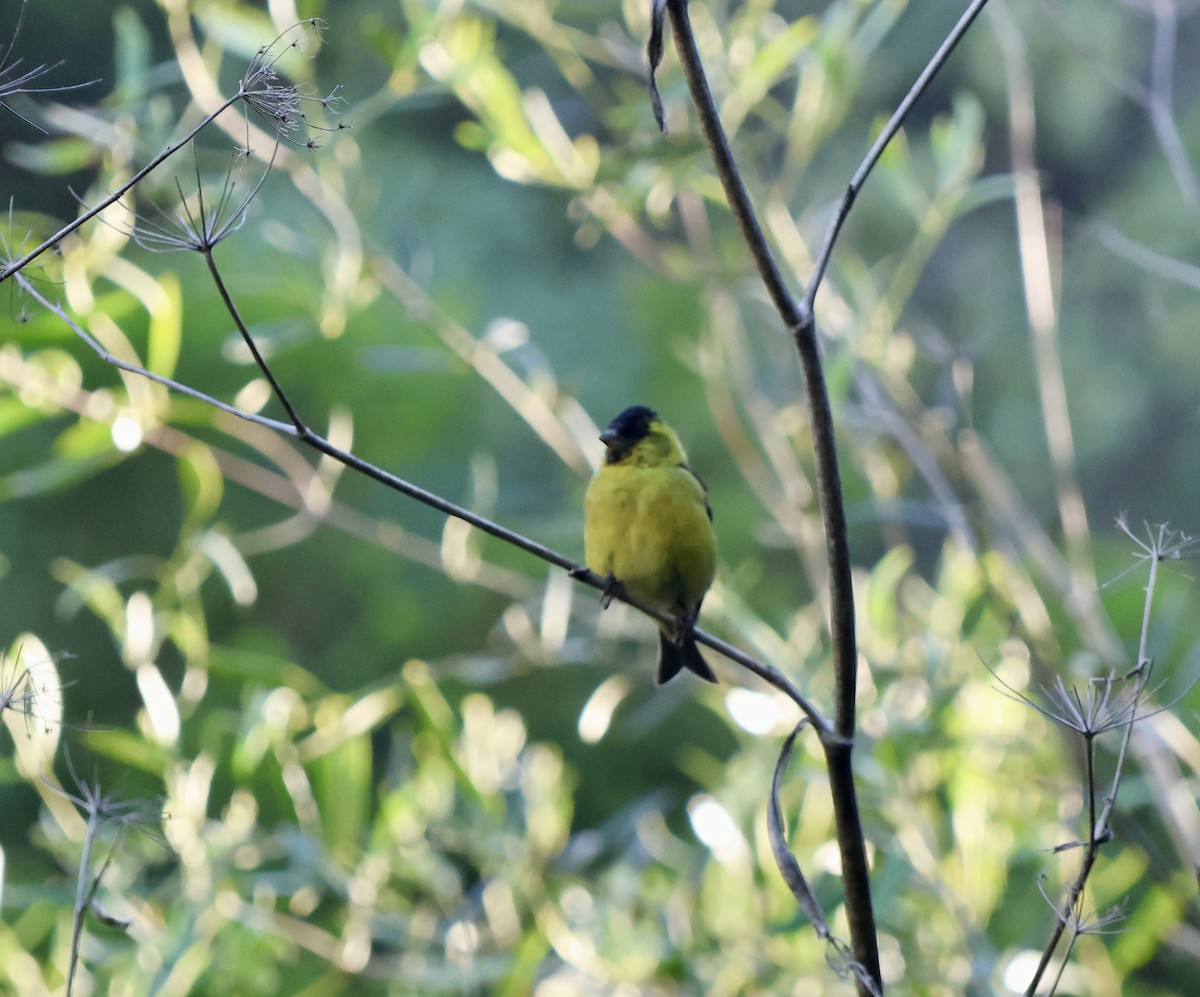 čížek vousatý - ML645372396