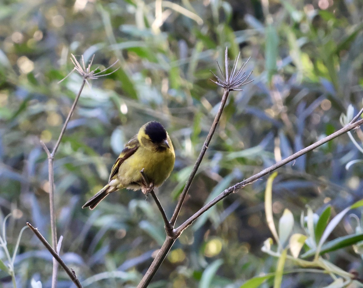 čížek vousatý - ML645372397