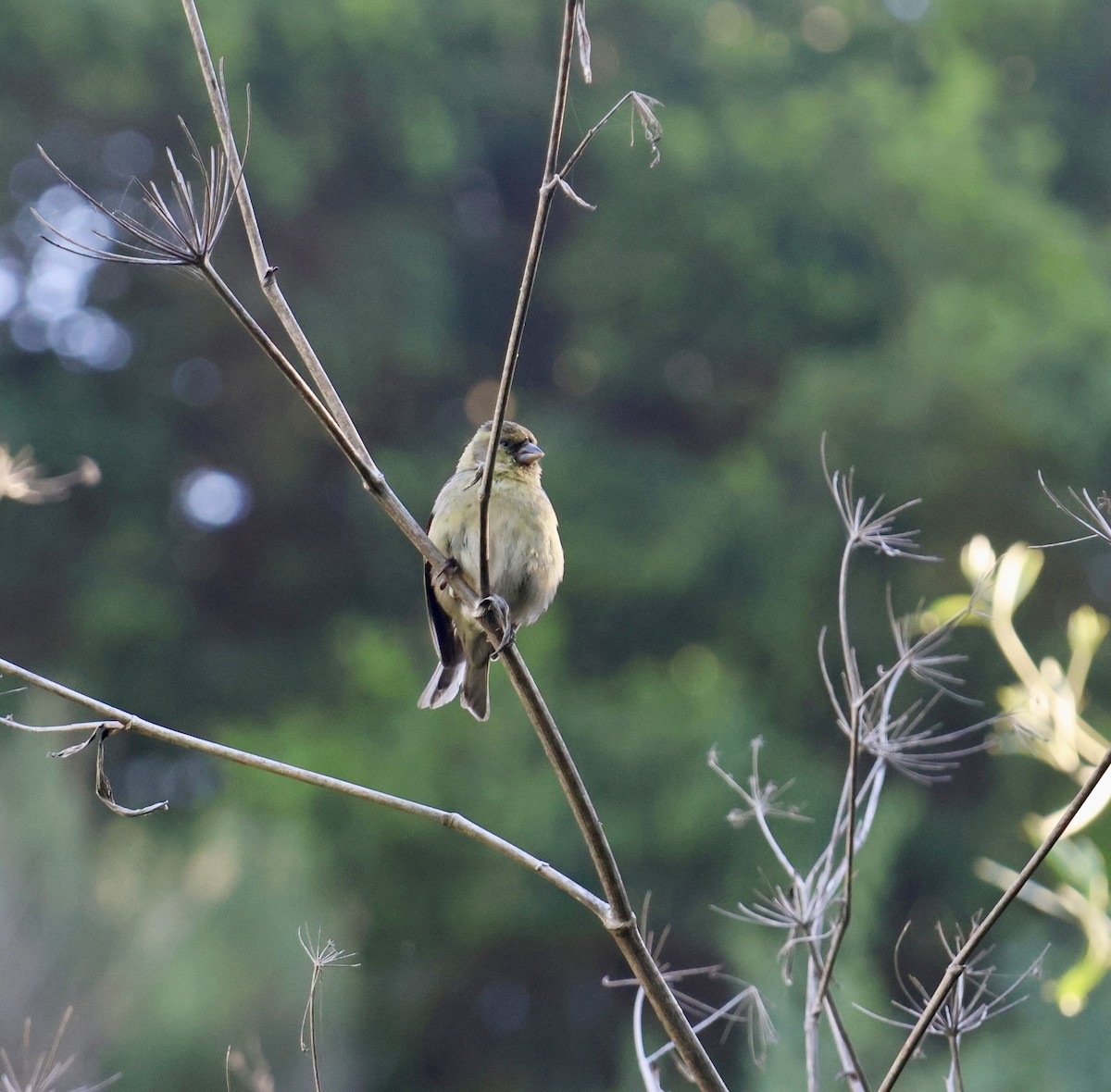 čížek vousatý - ML645372398