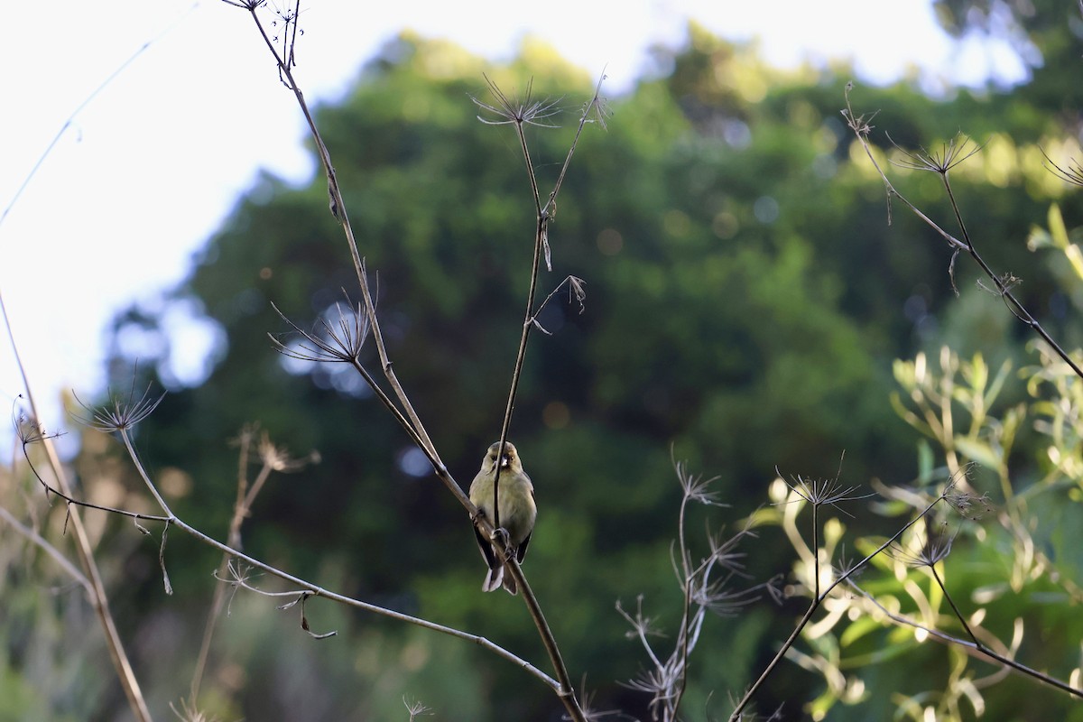 čížek vousatý - ML645372399