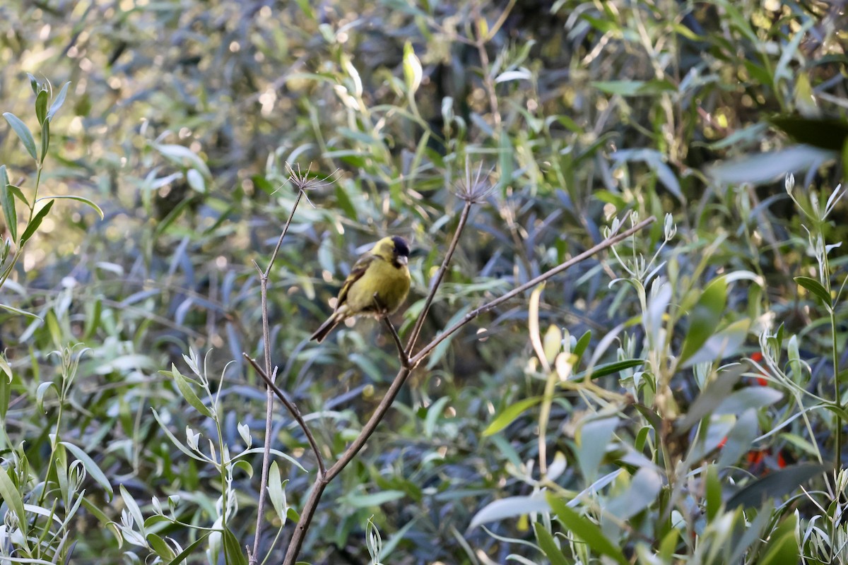 čížek vousatý - ML645372400