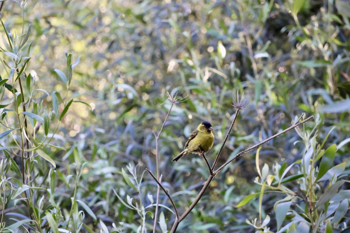 čížek vousatý - ML645372401