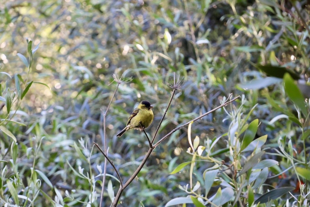 čížek vousatý - ML645372402