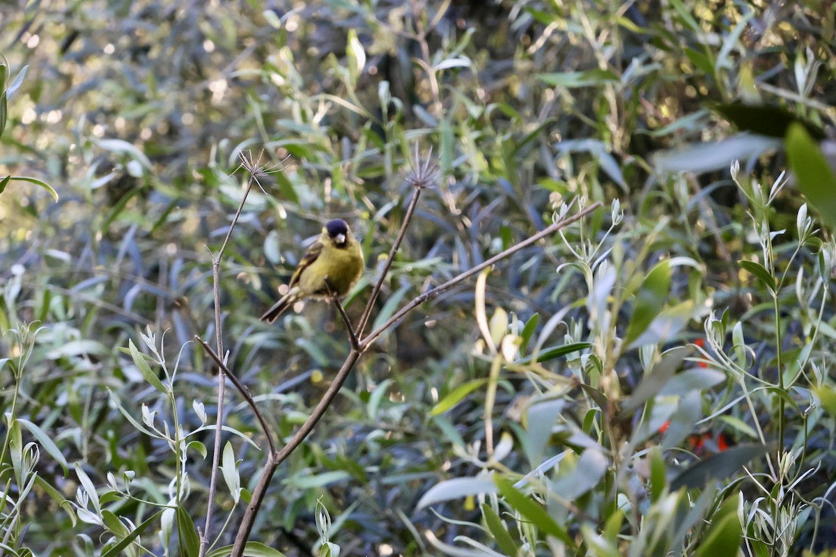 čížek vousatý - ML645372403