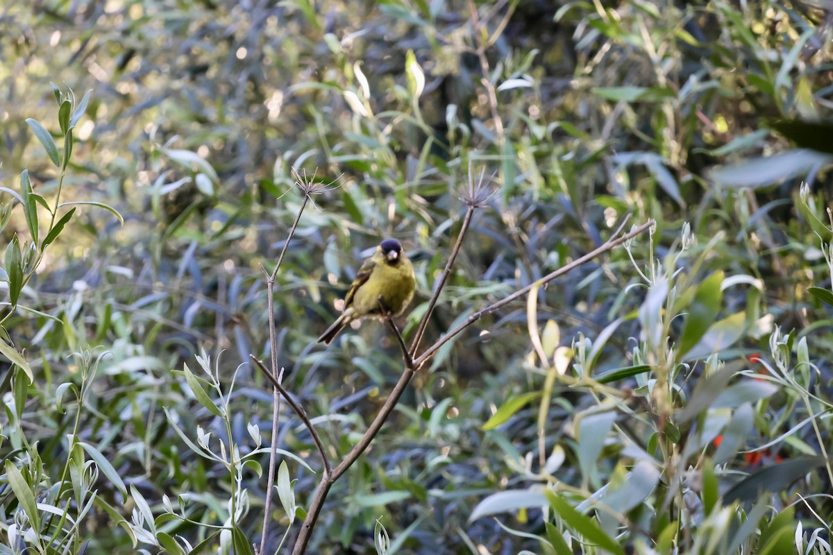 čížek vousatý - ML645372404