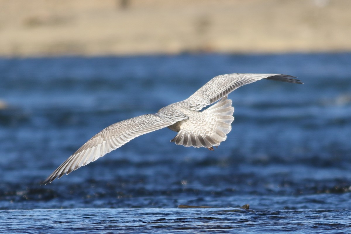 Iceland Gull (Thayer's) - ML645372405