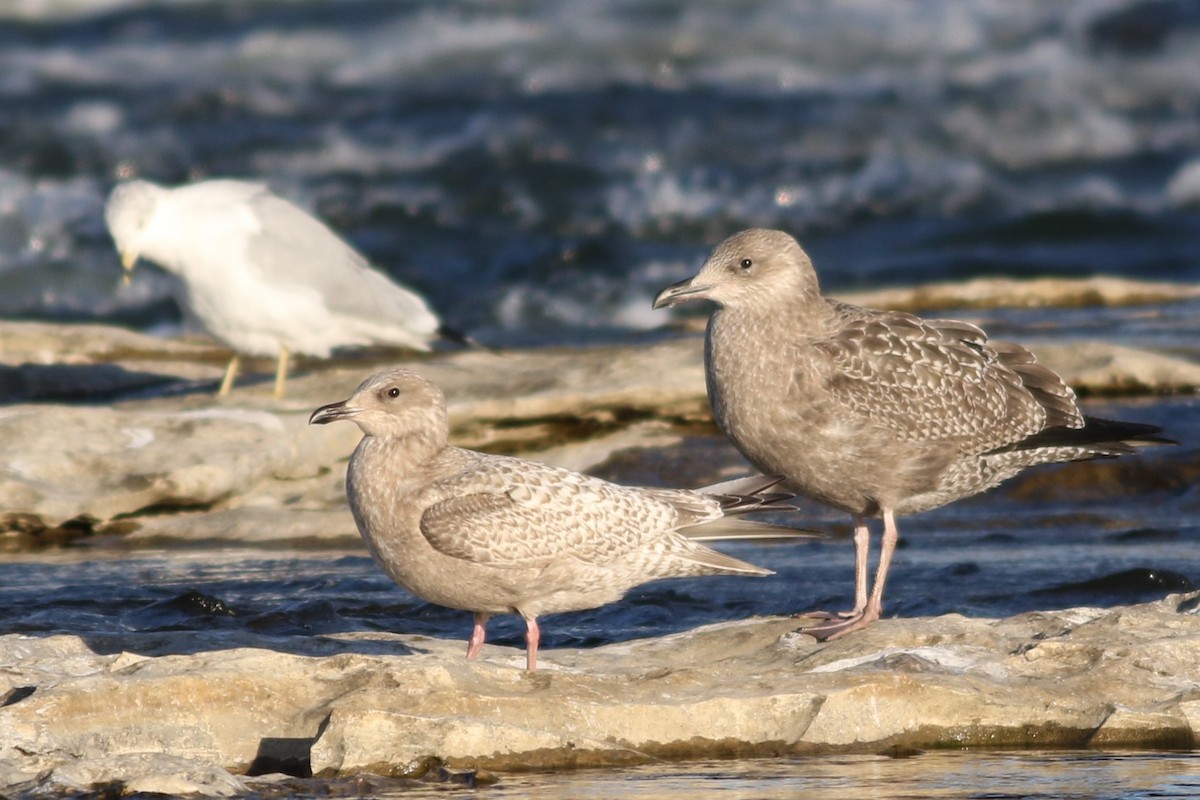 Iceland Gull (Thayer's) - ML645372412