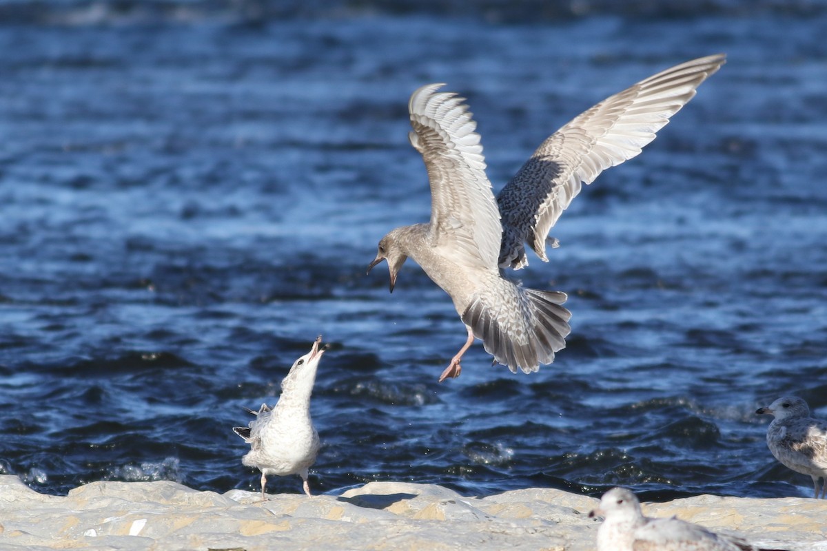 Iceland Gull (Thayer's) - ML645372413