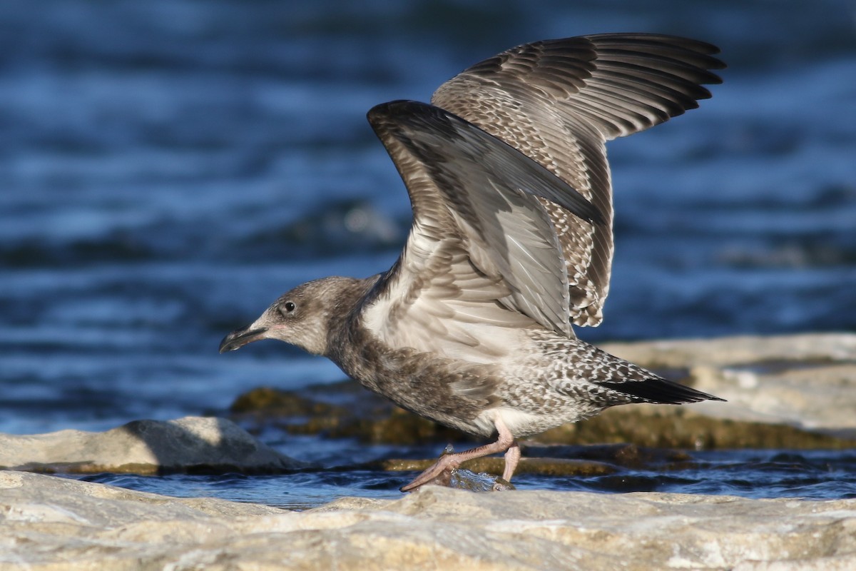 American Herring Gull - ML645372415