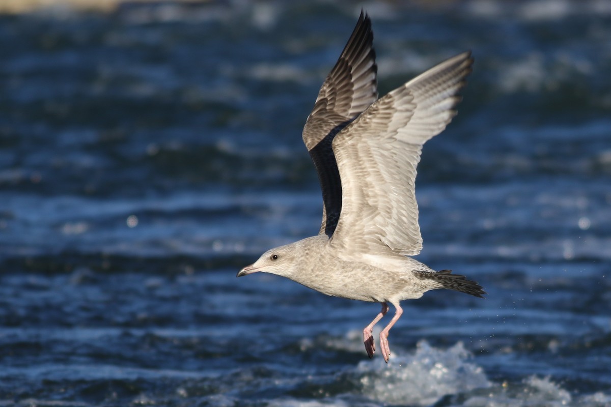 American Herring Gull - ML645372417