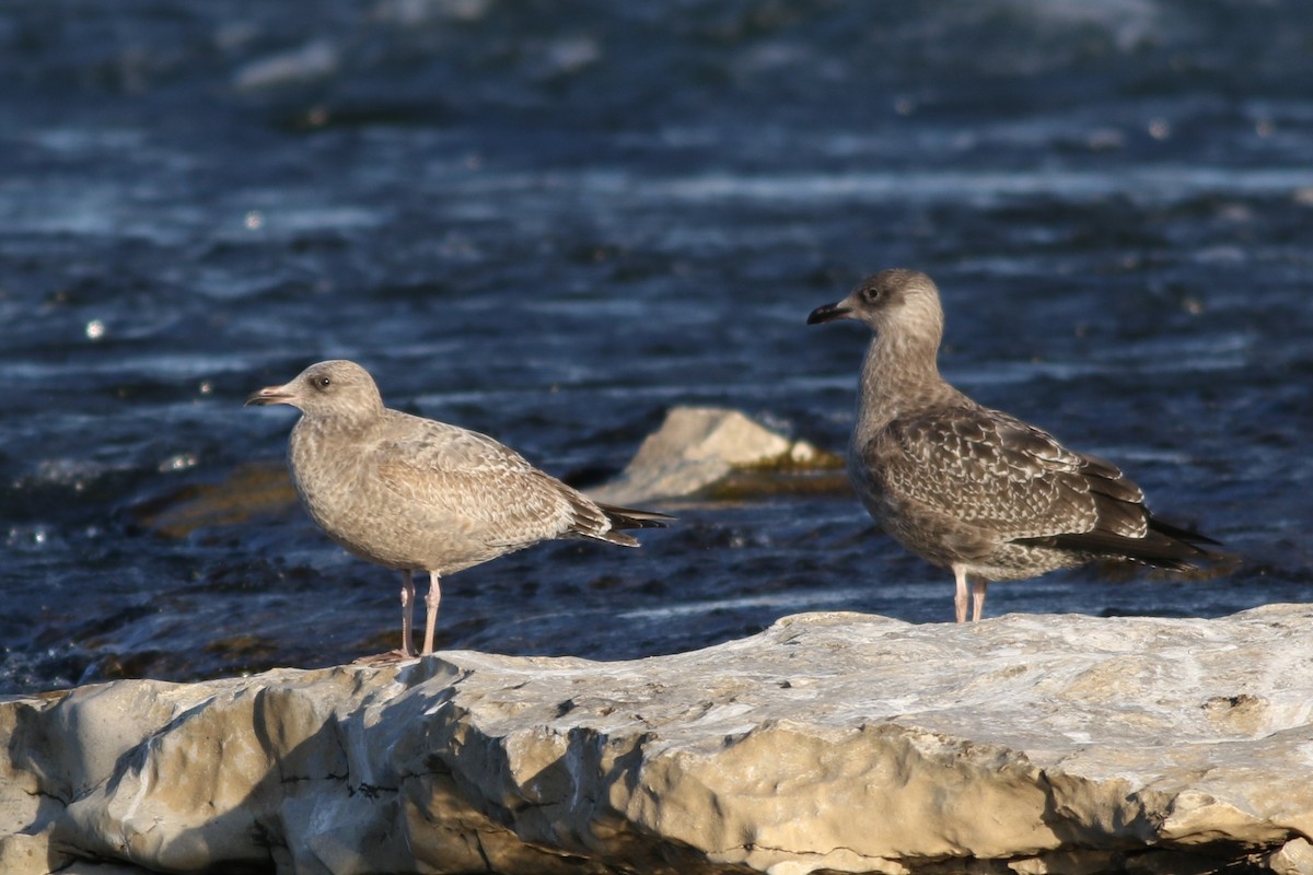 American Herring Gull - ML645372419